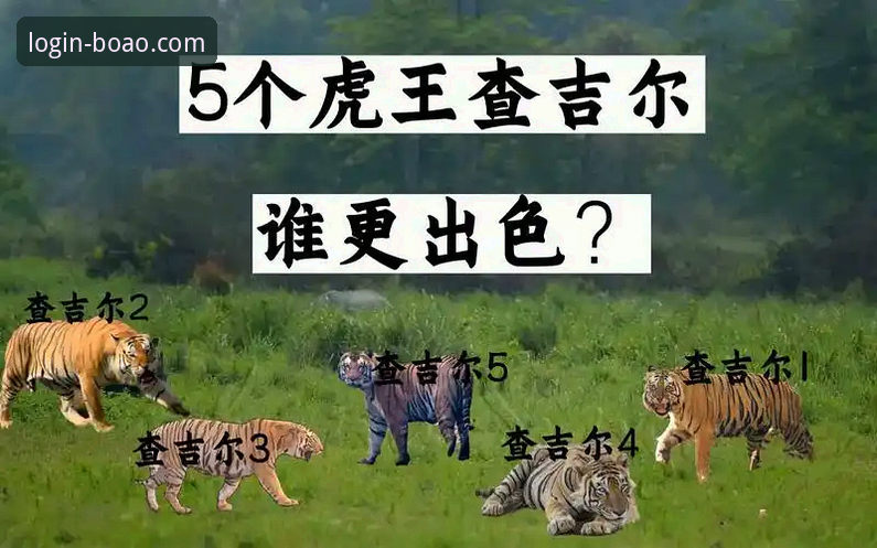 虎王伍兹再陷DUI风波：从传奇球手到迷途伤患的多面剖析